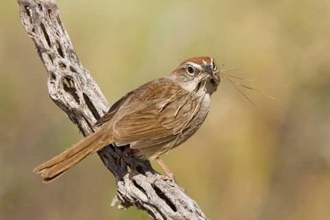 Rufous-crowned Sparrow Aimophila ruficeps Guadalupe mountain National Park, Texas, USA 10 May Adult