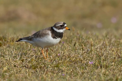 Ringed plover (Charadrius hiaticula) adult wading bird on coastal grassland, Suffolk, England,