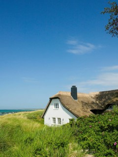 Coastal scene, blooming plants in the foreground, with a thatched building, Ahrenshoop, Baltic Sea,