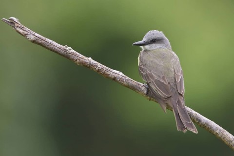 Tropical Kingbird (Tyrannus melancholicus) perched on a branch in Bolivia, South America