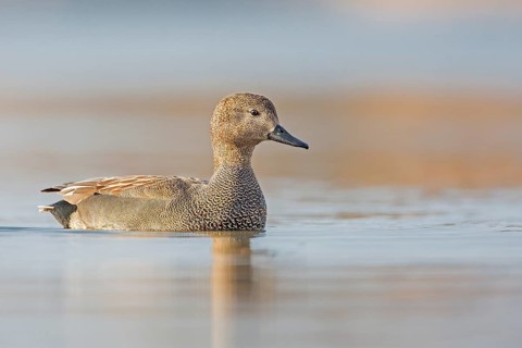 Gadwall (Mareca strepera) male, Saxony-Anhalt, Germany