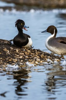 Males of Northern Pintail, Anas acuta and Tufted Duck, Aythya fuligula at winter marshes in