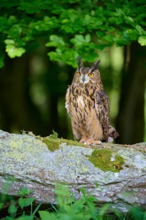 Eurasian eagle-owl (Bubo bubo), adult, sitting alertly on rock at the edge of the forest, Bohemian