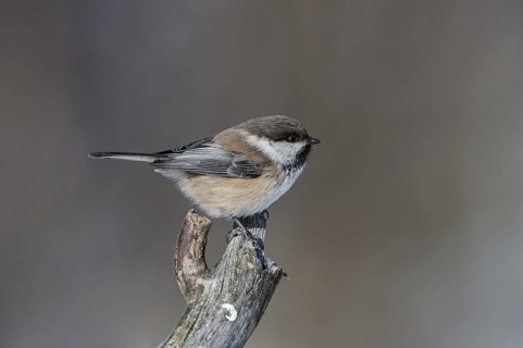Grey-headed Chickadee (Poecile cinctus), Finnmark, Norway