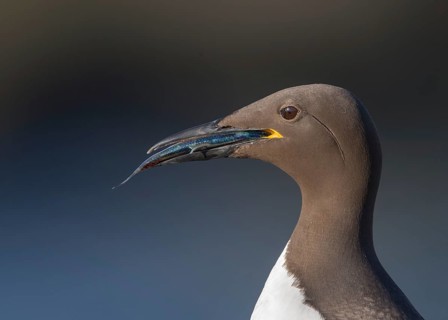 Common Murre (Uria aalge) with fish in beak, Scotland, United Kingdom