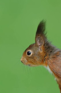 Eurasian red squirrel (Sciurus vulgaris) adult animal, animal portrait, head portrait, mammal,