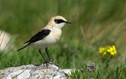 Black-eared Wheatear (Oenanthe hispanica) male perched on a rock, French Riviera, France