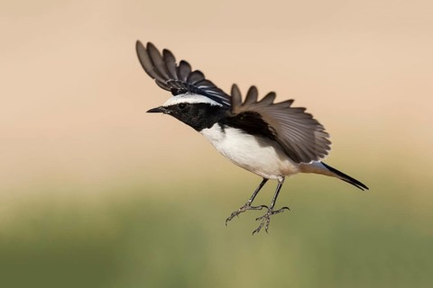 Mourning Wheatear (Oenanthe lugens) male flying, Eilat, Israel