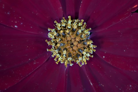 Jewelled basket (Cosmos bipinnatus), pollen leaves and pistils, UV light, Germany