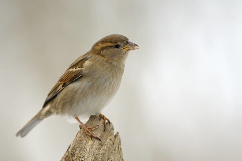 Haussperling (Passer domesticus), House Sparrow, Weibchen im Winter, mit Futter, Februar,