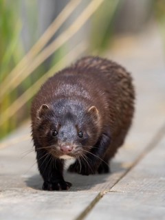 A mink sneaks up on you