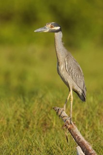 Yellow-crowned Night Heron (Nyctanassa violacea), Ecuador