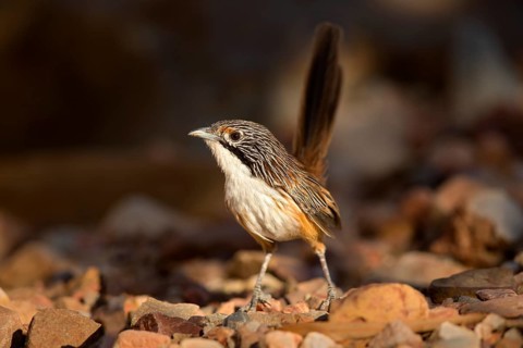 Carpentarian Grasswren (Amytornis dorotheae), Queensland, Australia