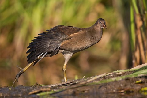 Common Moorhen (Gallinula chloropus) juvenile, Saxony, Germany
