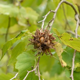 Tree hazel (Corylus colurna), Britzer Garten, Germany