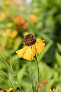 Sunflower (Helenium bigelovii 'The Bishop'),  Germany