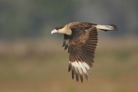 Northern Crested Caracara (Caracara cheriway) flying, Florida, USA