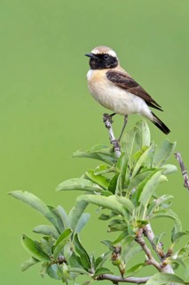 Balkan Wheatear, black-eared wheatear (Oenanthe melanoleuca), Lesbos, Lesbos Island, Greece