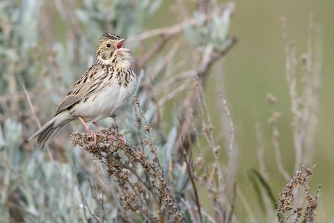 Baird's Sparrow (Ammodramus bairdii) perched on a branch in Alberta, Canada