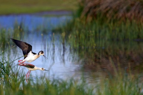Stilt, (Himantopus himantopus), animals, birds, avocet family, biotope, habitat, pair, mating,