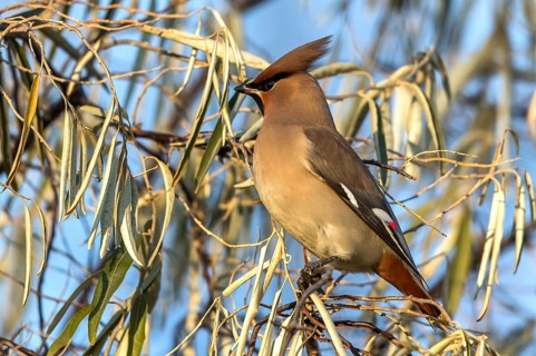 Bohemian Waxwing (Bombycilla garrulus), Mecklenburg-Western Pomerania, Germany