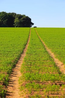 Track pathway uphill through carrot crop, Suffolk Sandlings, Shottisham, England, UK