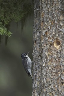 American Three-toed Woodpecker (Picoides dorsalis) female, British Columbia, Canada