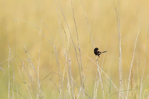Red-backed Fairywren (Malurus melanocephalus) male, Northern Territory, Australia