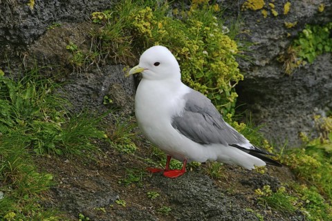 Red-legged Kittiwake (Rissa brevirostris), Alaska, USA