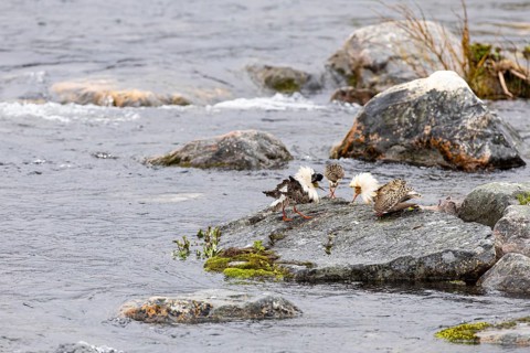 Ruff (Calidris pugnax), two males courting a female on a stone slab in the river, Varanger,