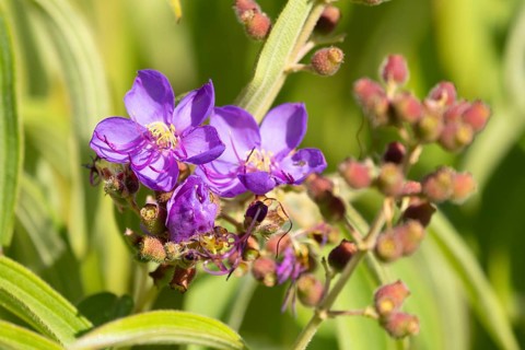 Dissotis princeps, bluehead, flower, Kirstenbosch Botanic Garden, Cape Town, South Africa