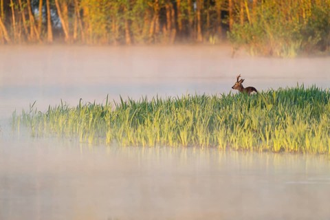 Roe deer (Capreolus capreolus), roebuck standing in a wet meadow, in a wetland biotope at a lake,