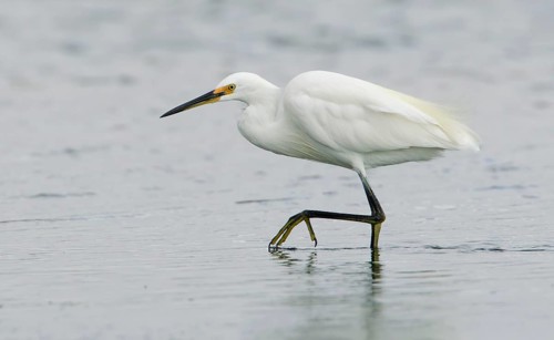 Little Egret (Egretta garzetta) foraging, Victoria, Australia