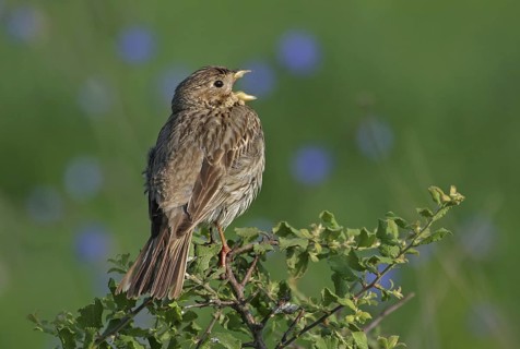 Corn Bunting (Emberiza calandra), Bulgaria