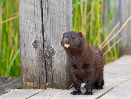 A mink sneaks up on you