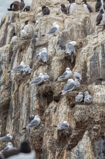 Black-Legged Kittiwake (Rissa tridactyla), on a cliff, Farne Islands, United Kingdom