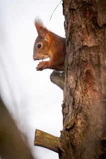 Squirrel (Sciurus vulgaris) sitting on a branch and holding a hazelnut in its paws,