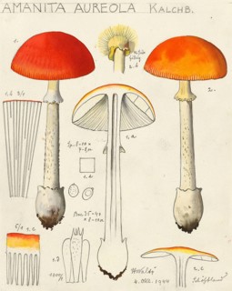 Fly Agaric, Mushrooms, Orange-yellow fly agaric, Amanita aureola, authentic reproduction of an