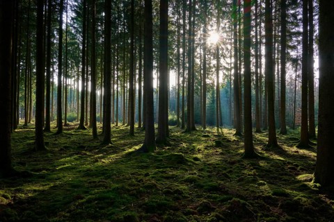 Forest with sunlight shining through the trees and illuminating the mossy soil in a quiet