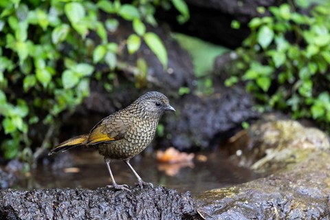 Scaly Laughingthrush (Trochalopteron subunicolor griseatum) at a waterhole, Yunnan, China