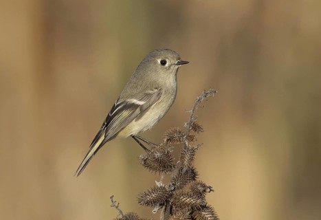 Ruby-crowned Kinglet (Regulus calendula), California, USA