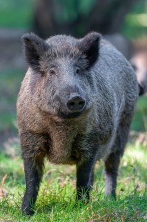 Wild boar, wild boar (Sus scrofa), a female stands in a forest meadow, captive, Germany