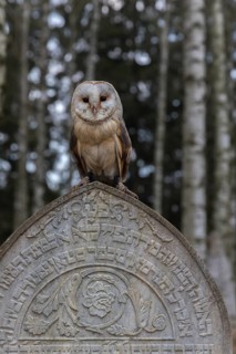 One barn owl (Tyto alba) perched on a very old gravestone in a forest. Green vegetation in the