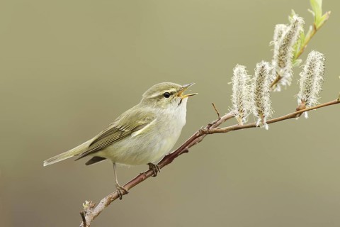 Arctic Warbler (Phylloscopus borealis) singing, Alaska, USA