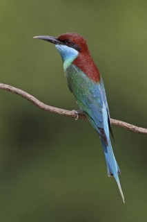 Blue-throated Bee-eater (Merops viridis) male, Penang, Malaysia
