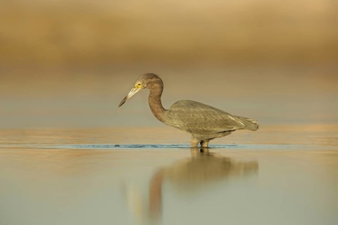 Little Blue Heron (Egretta caerulea) foraging, Florida, USA