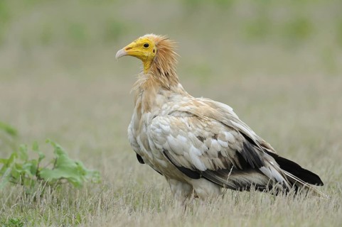 Egyptian Vulture (Neophron percnopterus), India