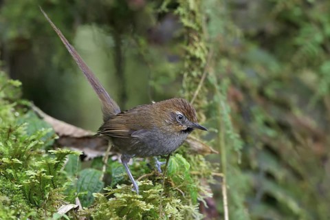 Black-throated Thistletail (Schizoeaca harterti) perched on a branch in Bolivia, South America