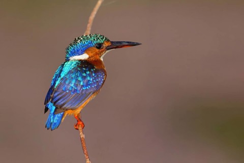 Crested kingfisher, (Corythohrnis scalloped ribbonfishers), (Alcedo cristata), Kingfisher,