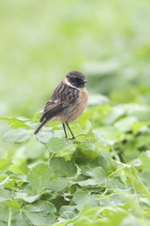 European Stonechat (Saxicola rubicola), United Kingdom